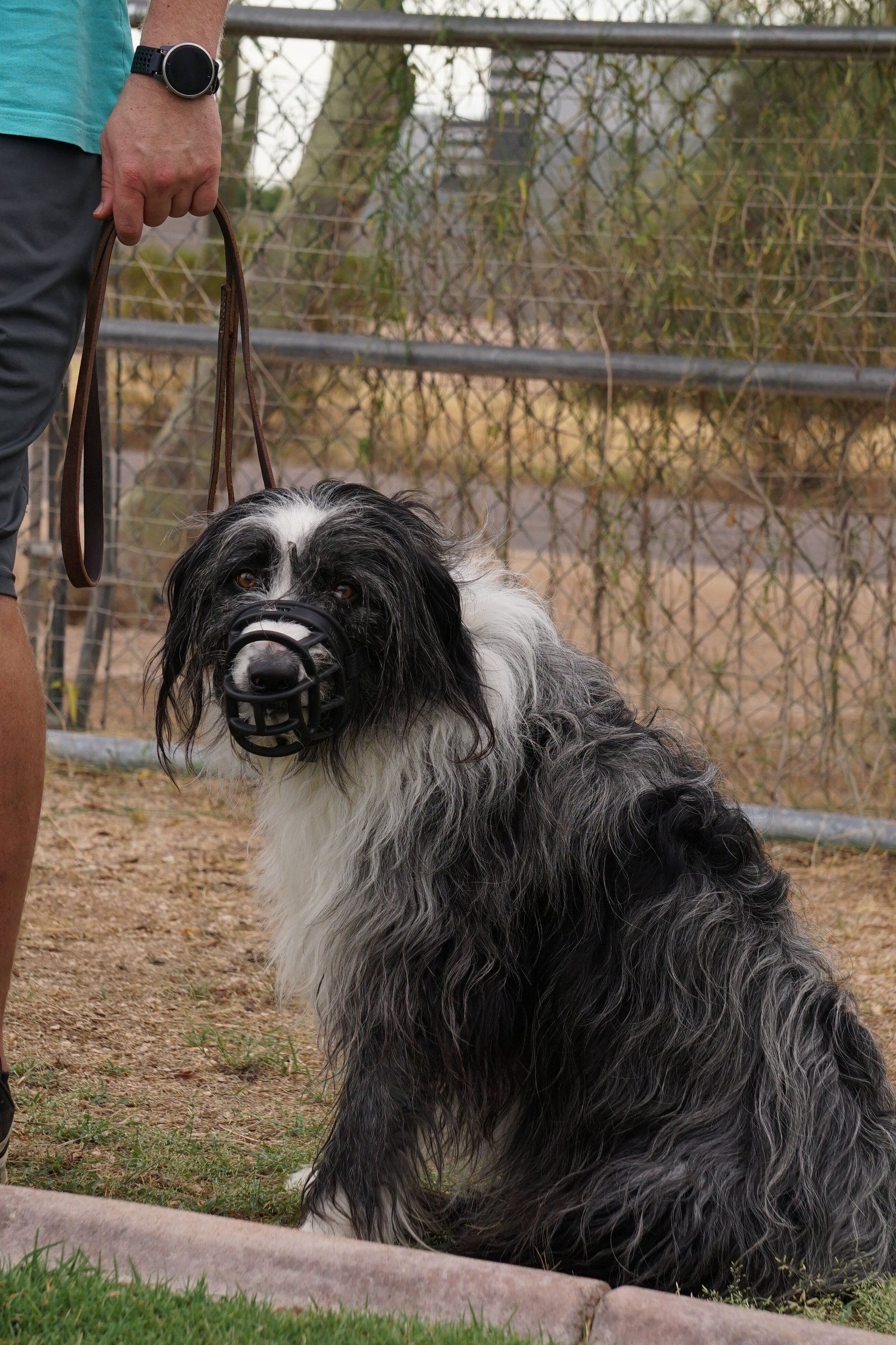 Dog Aggression Rehabilitation | Bite History | Partners Dogs